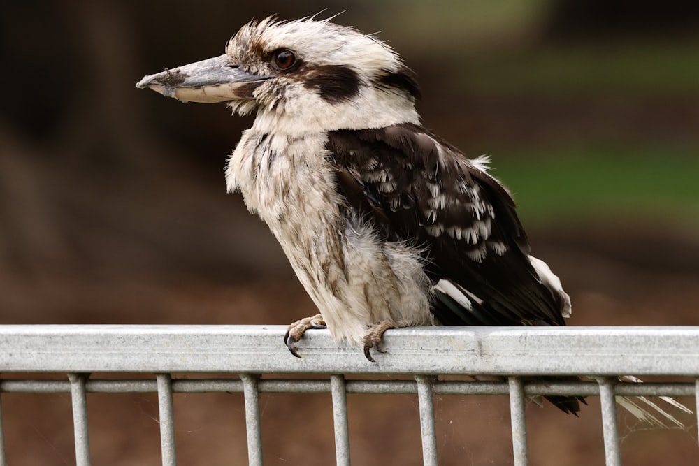 a bird sitting on top of a metal fence