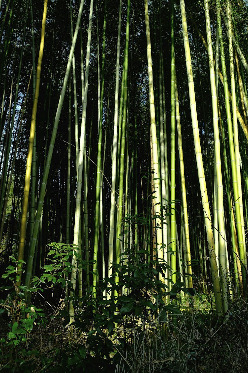 a group of tall bamboo trees in a forest