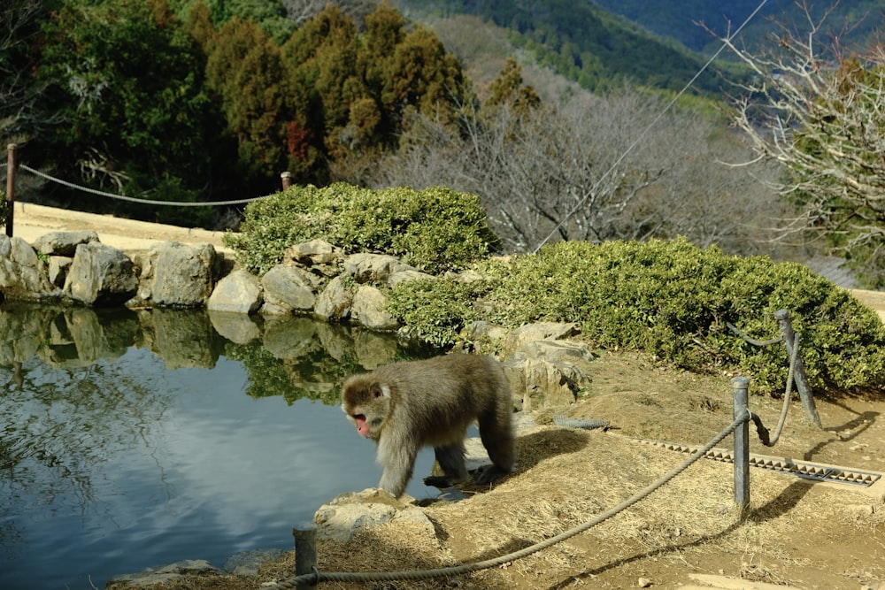 a monkey standing on a rock next to a body of water