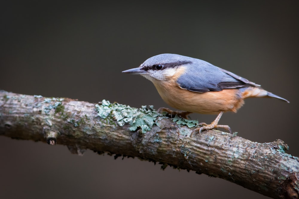 a small bird perched on a branch of a tree