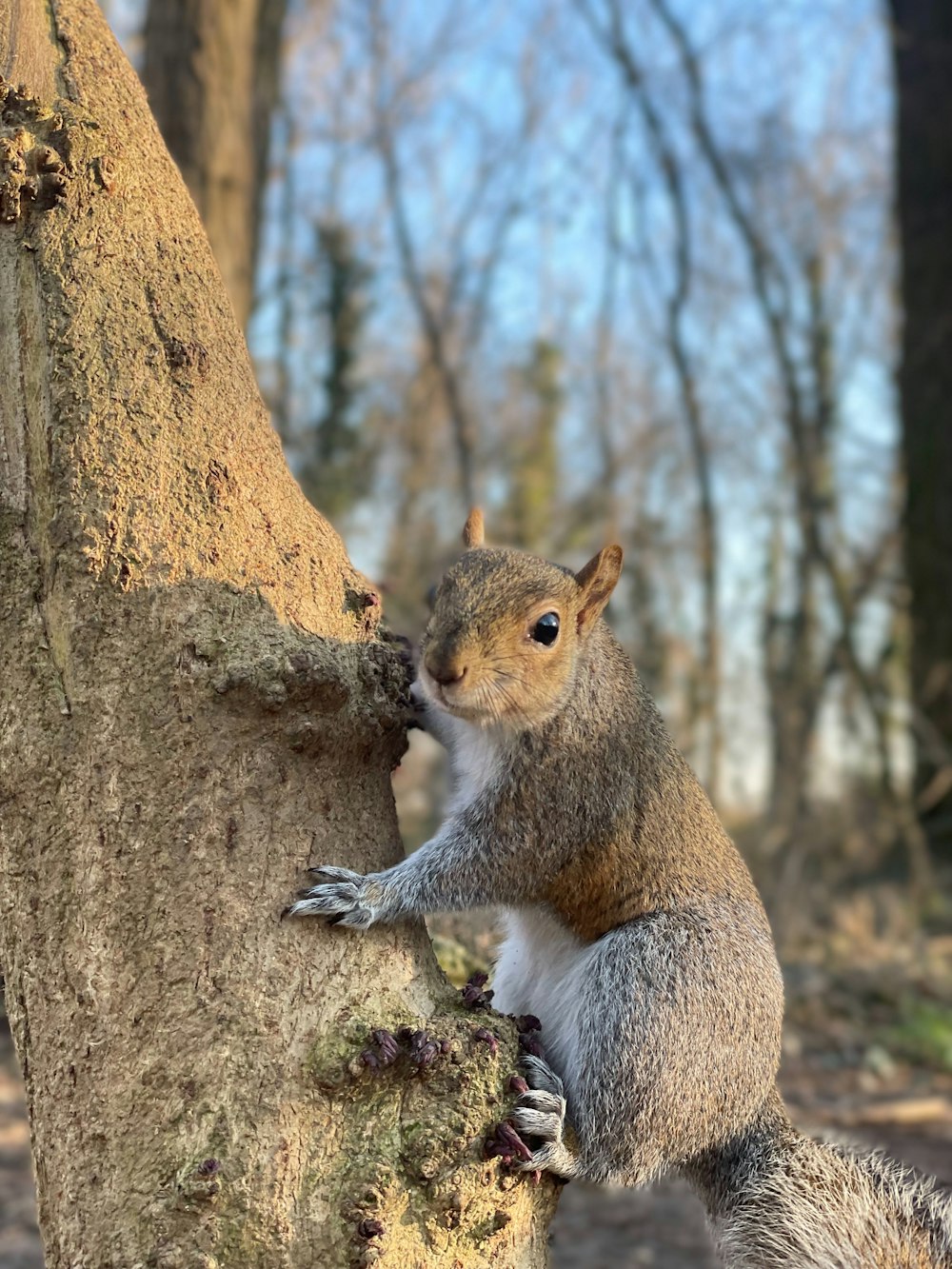 a squirrel is climbing up a tree trunk