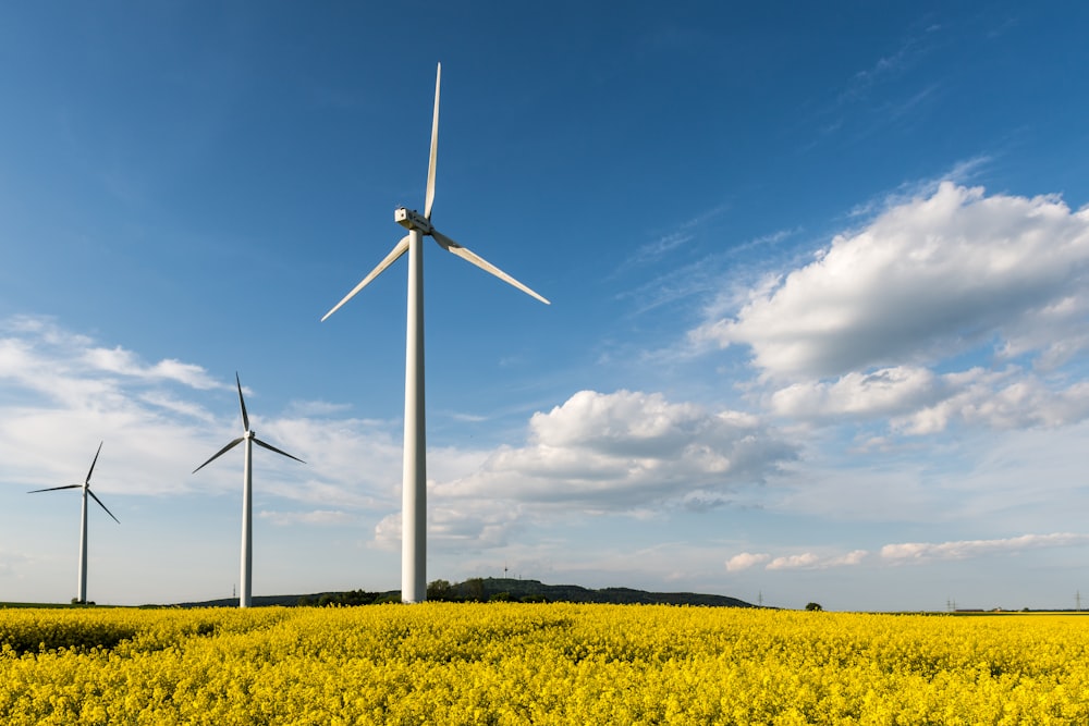 a field of yellow flowers and windmills in the distance