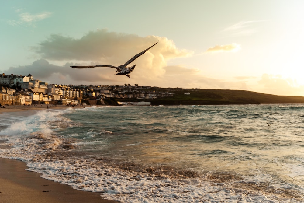 a bird flying over a beach next to the ocean