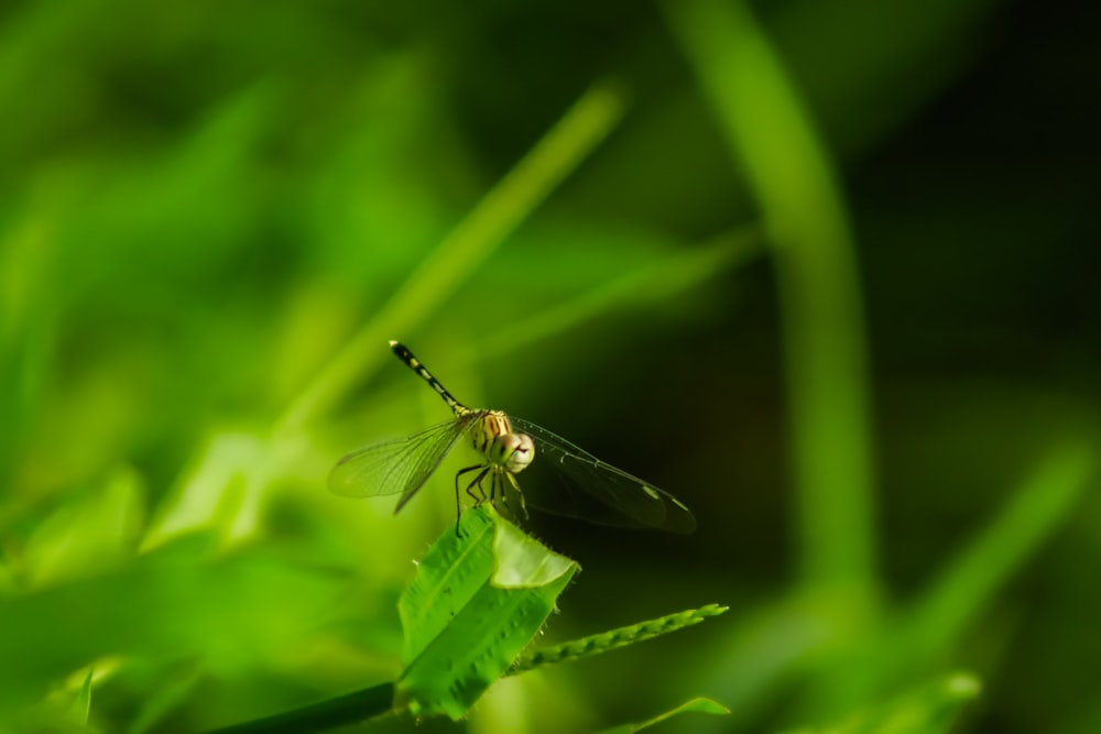 a dragon flys over a leaf in the grass