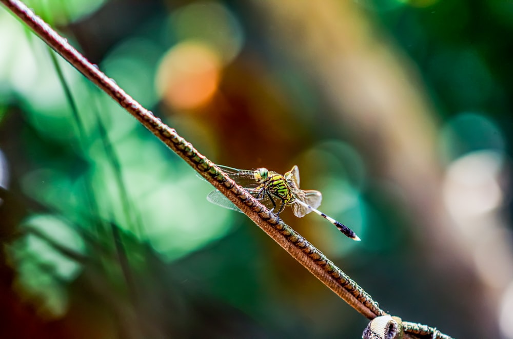 Nahaufnahme eines kleinen Insekts auf einem Ast