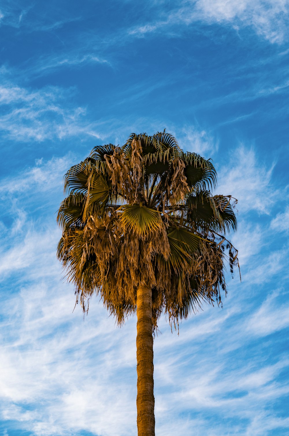 a palm tree with a blue sky in the background