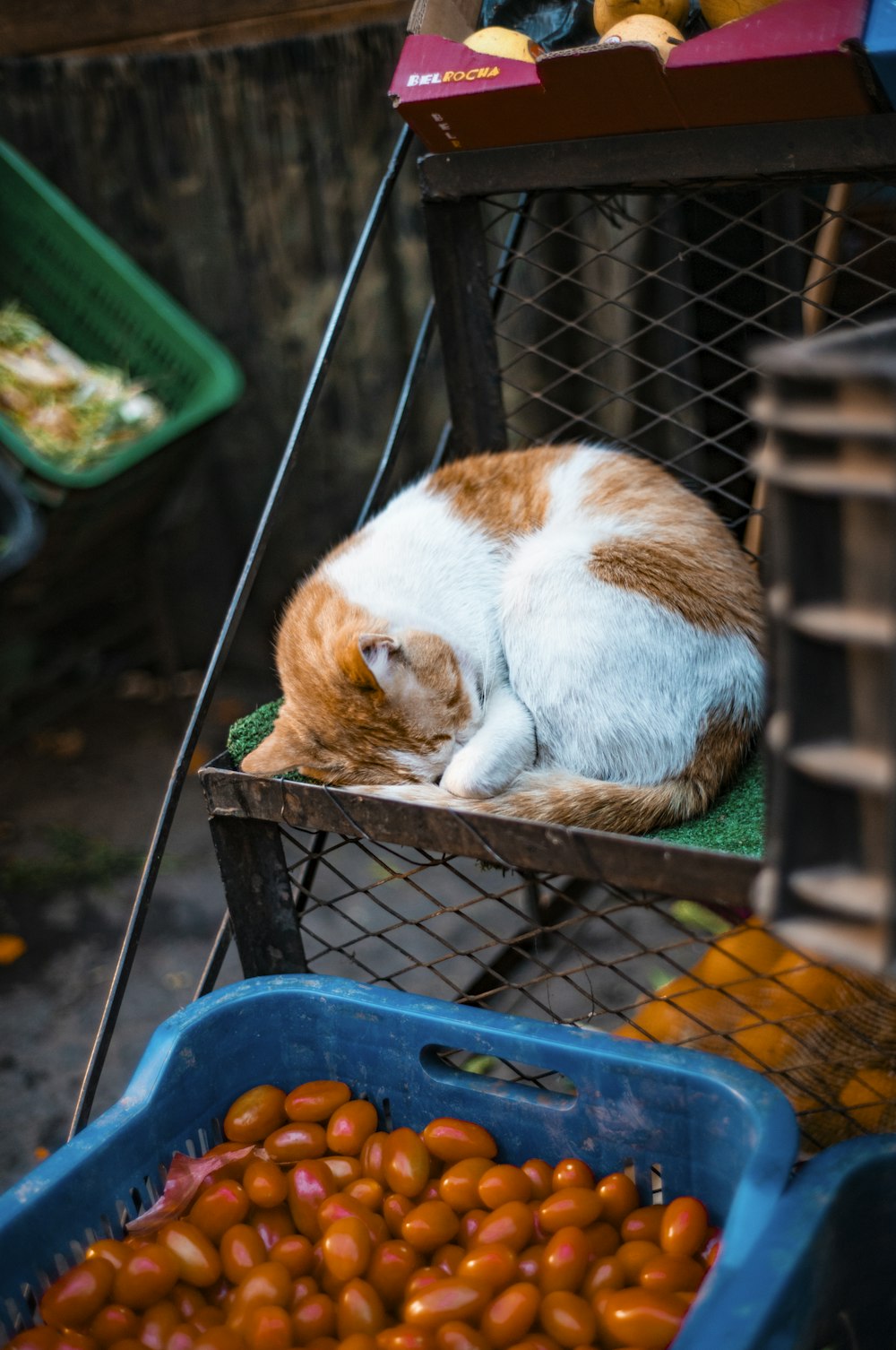an orange and white cat laying on top of a basket of food