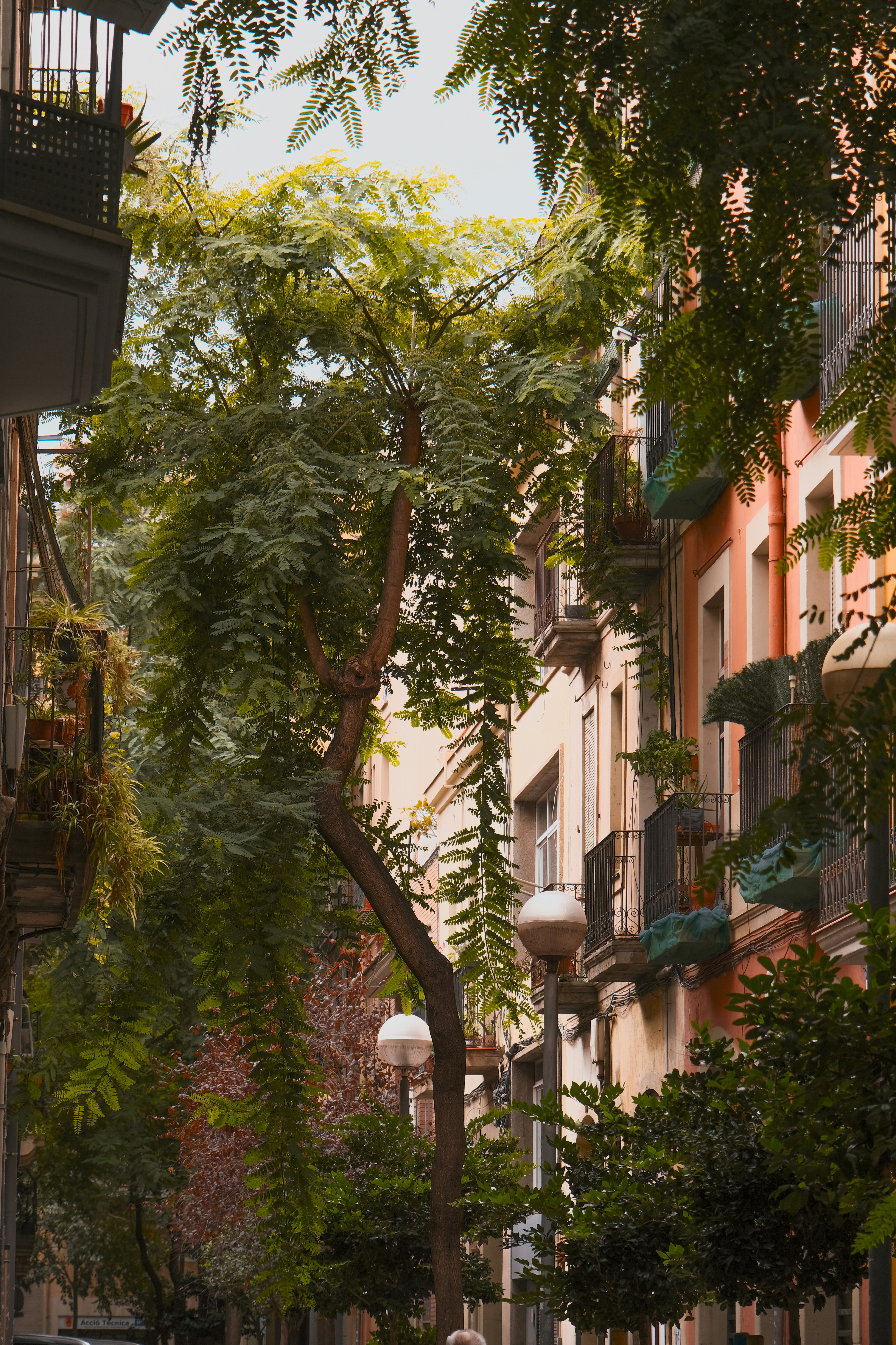 Eine Stadtstraße mit hohen Gebäuden und vielen Bäumen