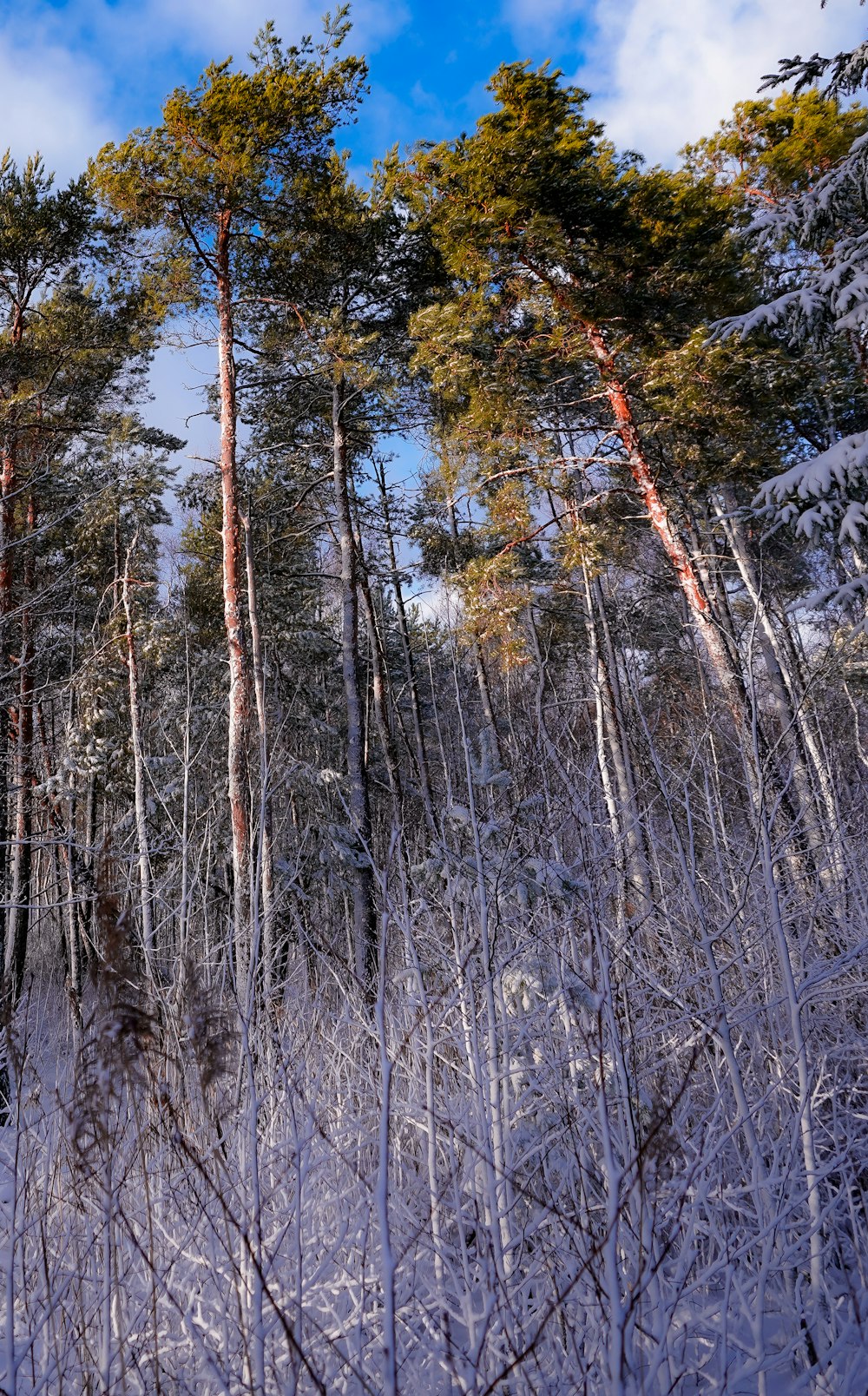 a group of trees in a snowy forest