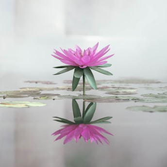 a pink flower sitting on top of a body of water