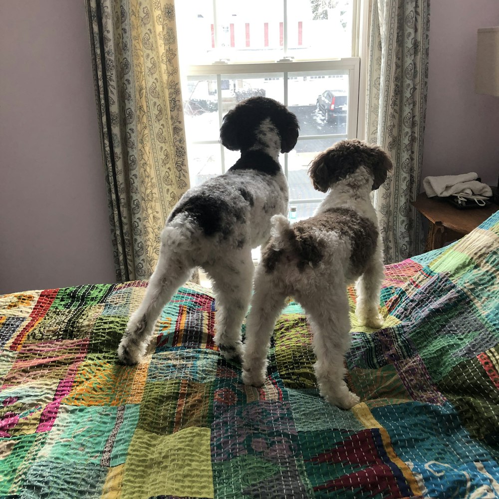 a couple of dogs standing on top of a bed