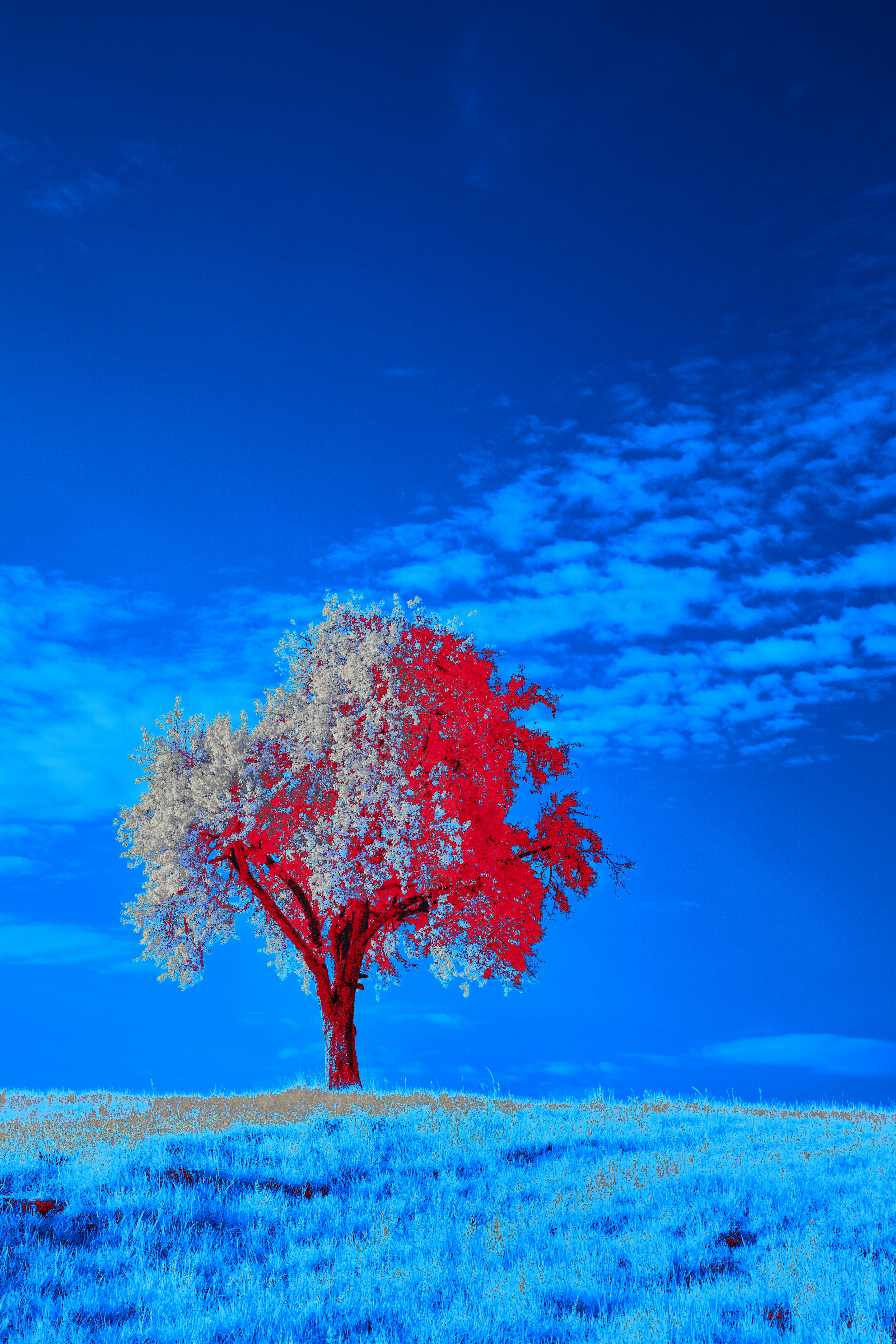 Photo by wolfgang_hasselmann