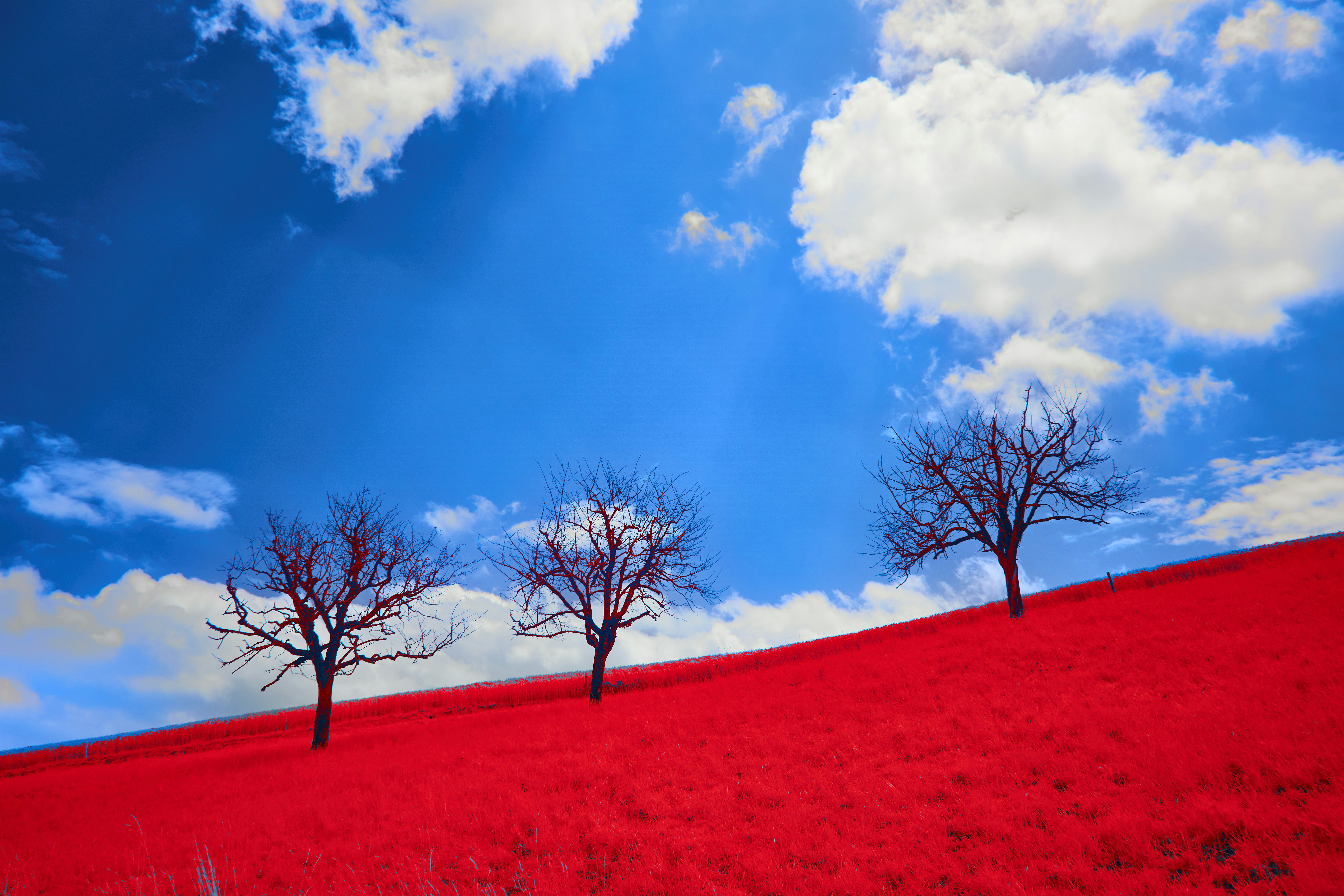 Photo by wolfgang_hasselmann