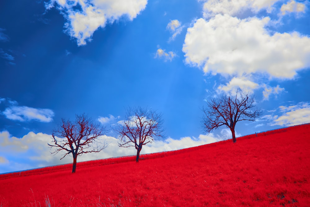 three bare trees in a red field under a blue sky
