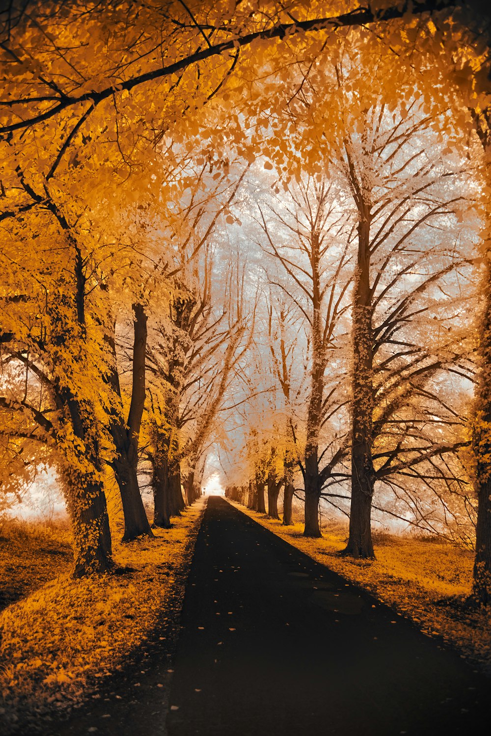 a road that is surrounded by trees with yellow leaves