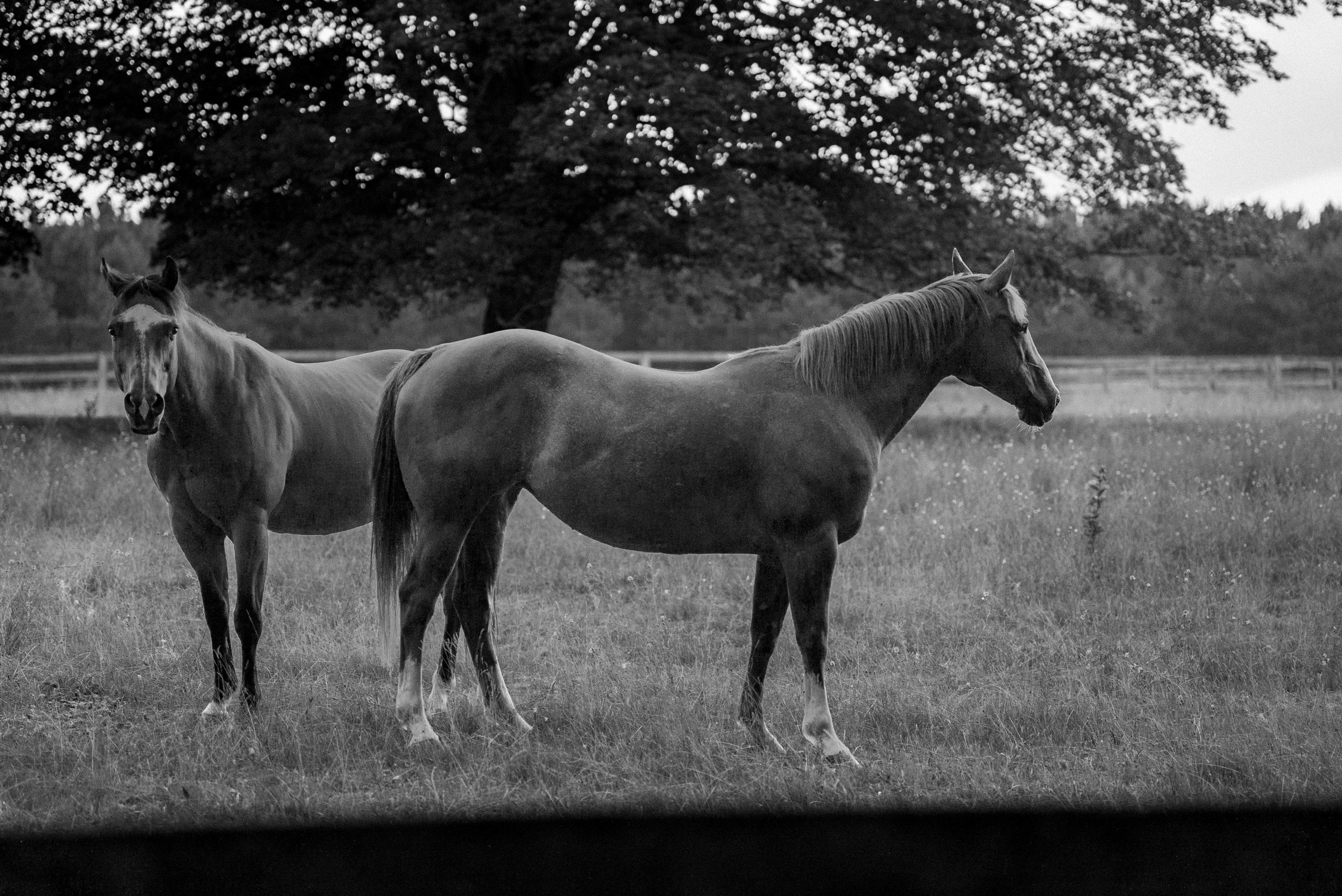 Una coppia di cavalli in piedi in cima a un campo coperto d'erba foto –  Immagine gratis di Animale su Unsplash