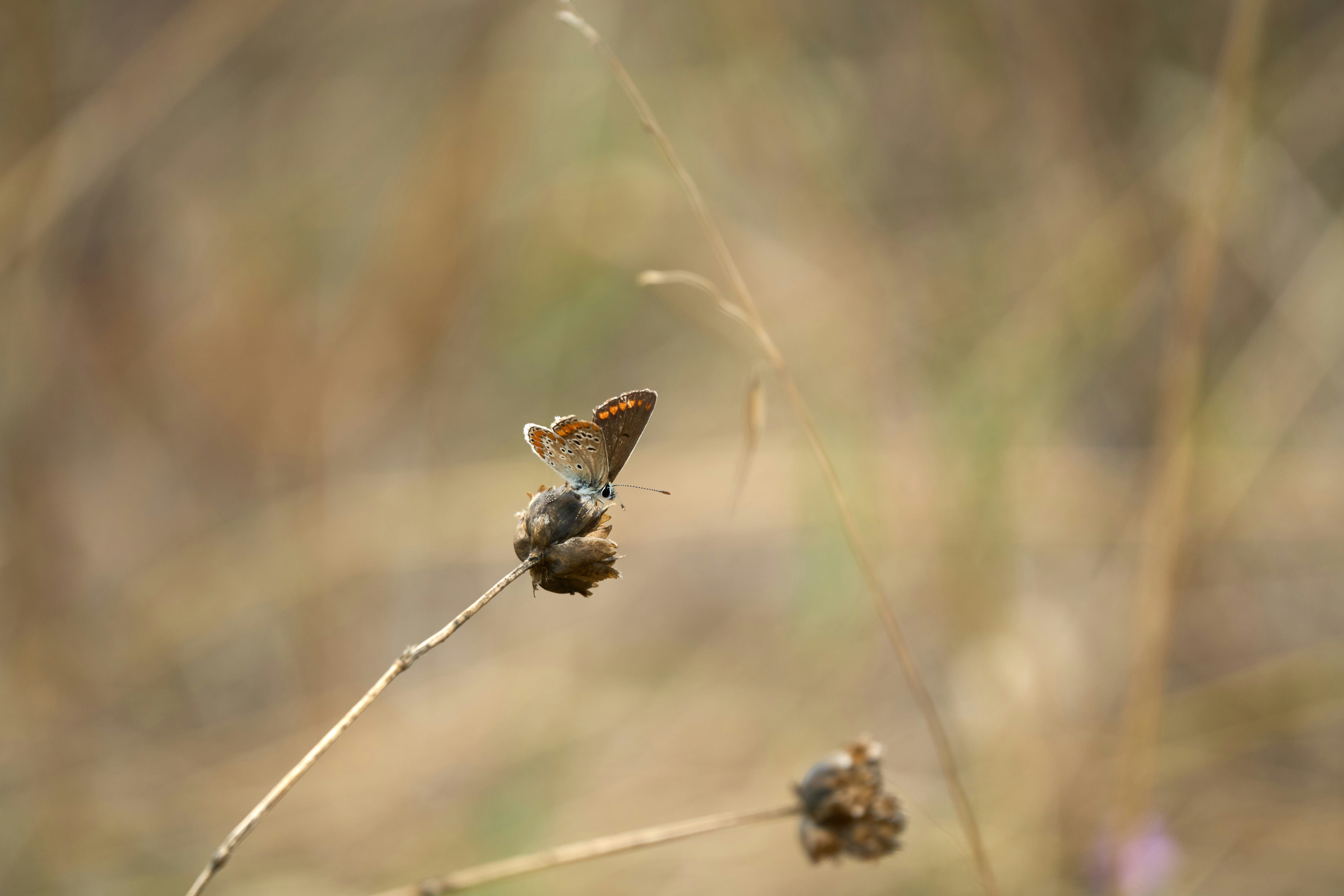 Photo by wolfgang_hasselmann
