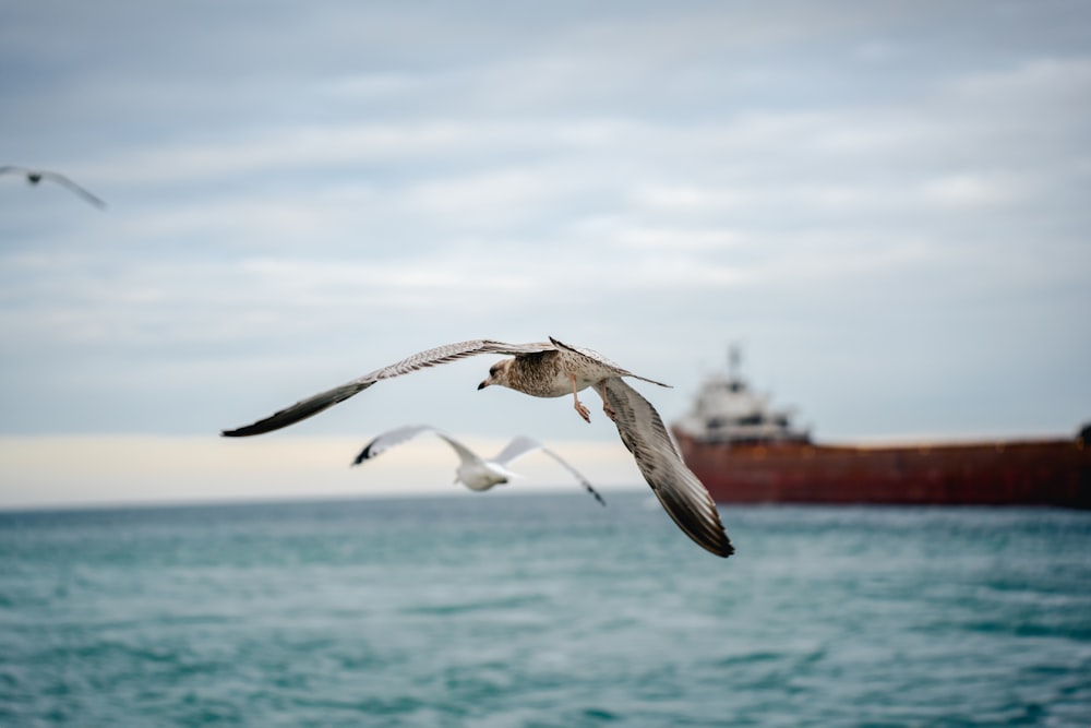 a seagull flying over the ocean with a ship in the background