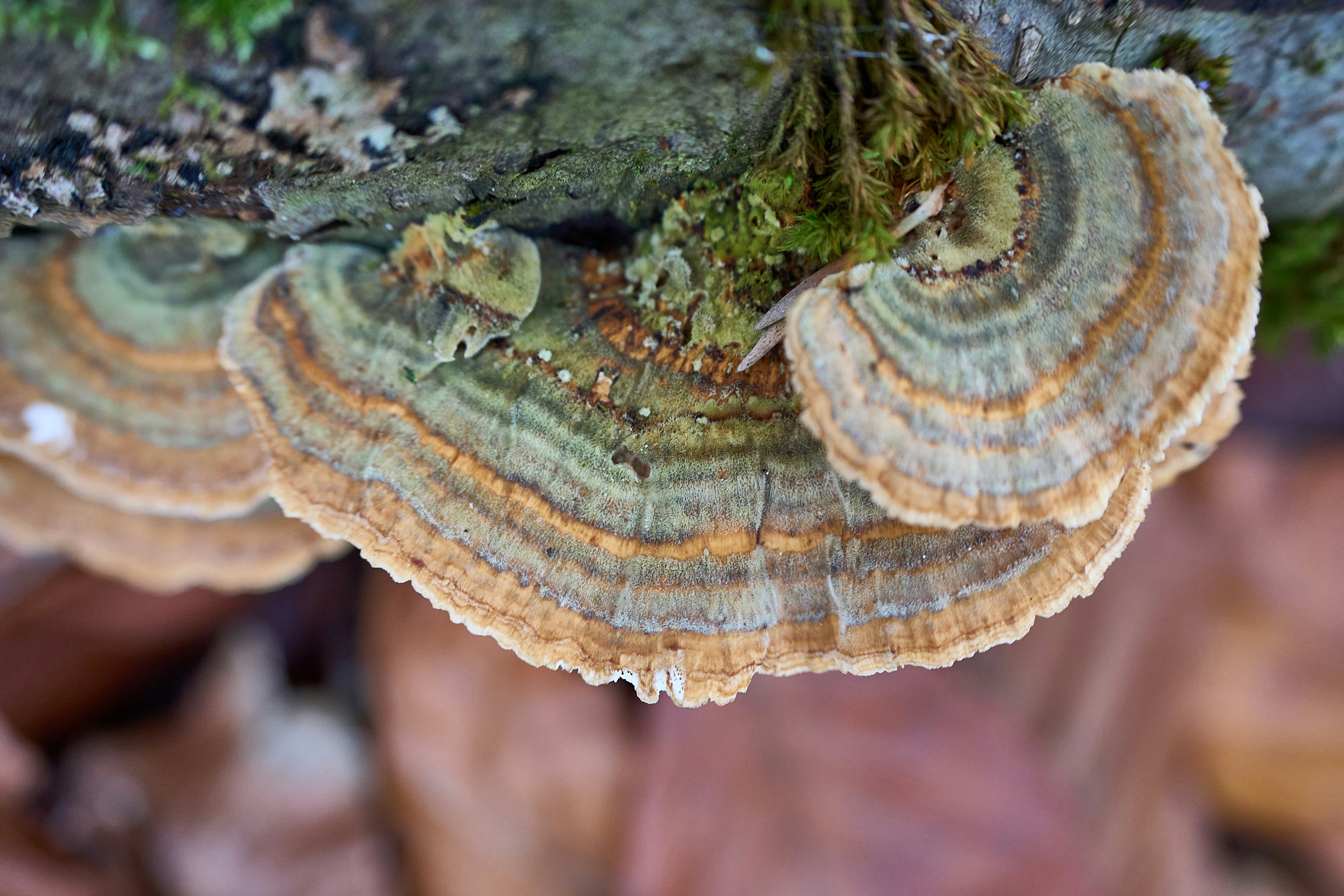 Photo by wolfgang_hasselmann