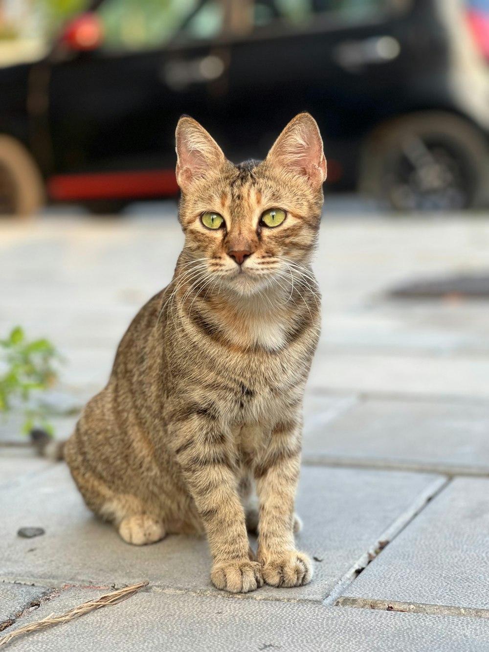 a cat sitting on a sidewalk looking at the camera