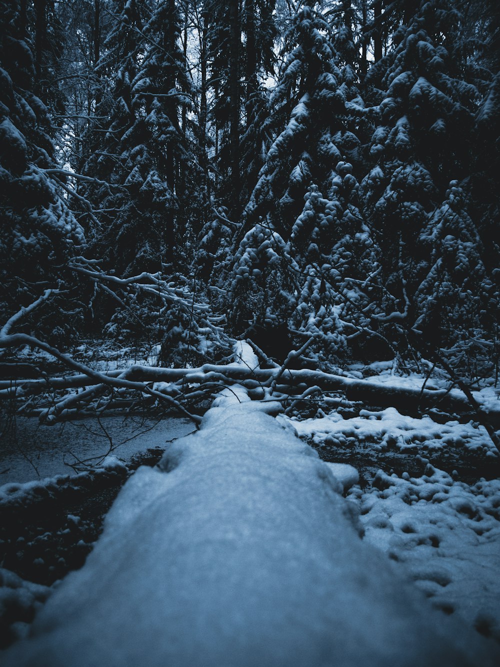 a snow covered path through a forest with lots of trees