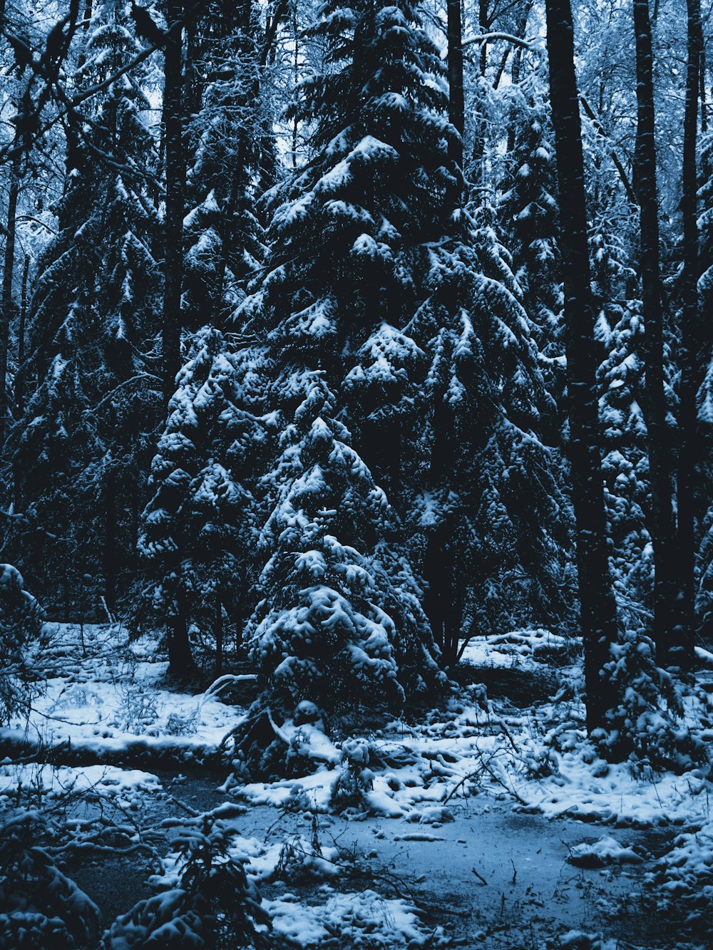 uma floresta cheia de muitas árvores cobertas de neve