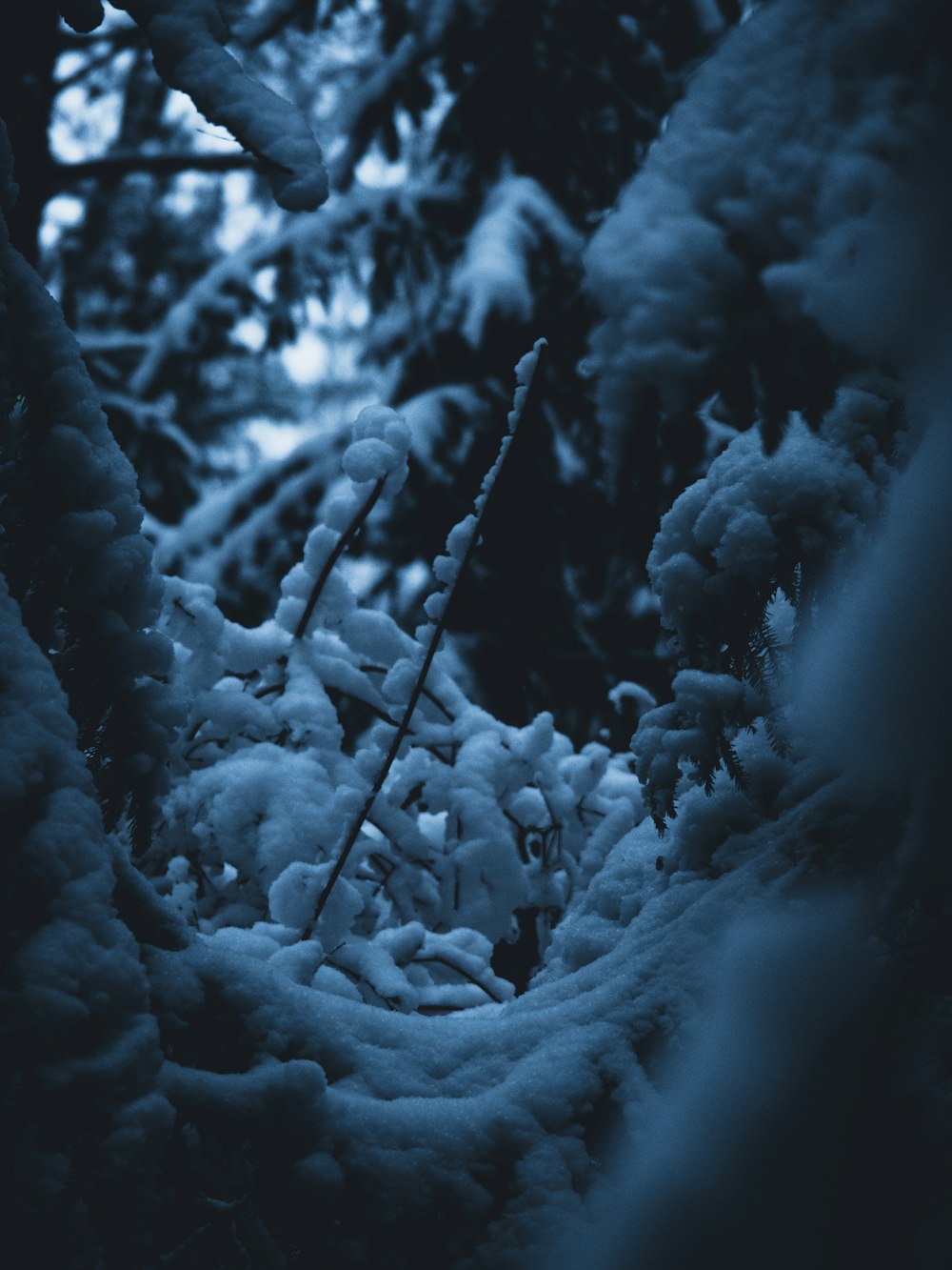 a snow covered tree branch in a forest
