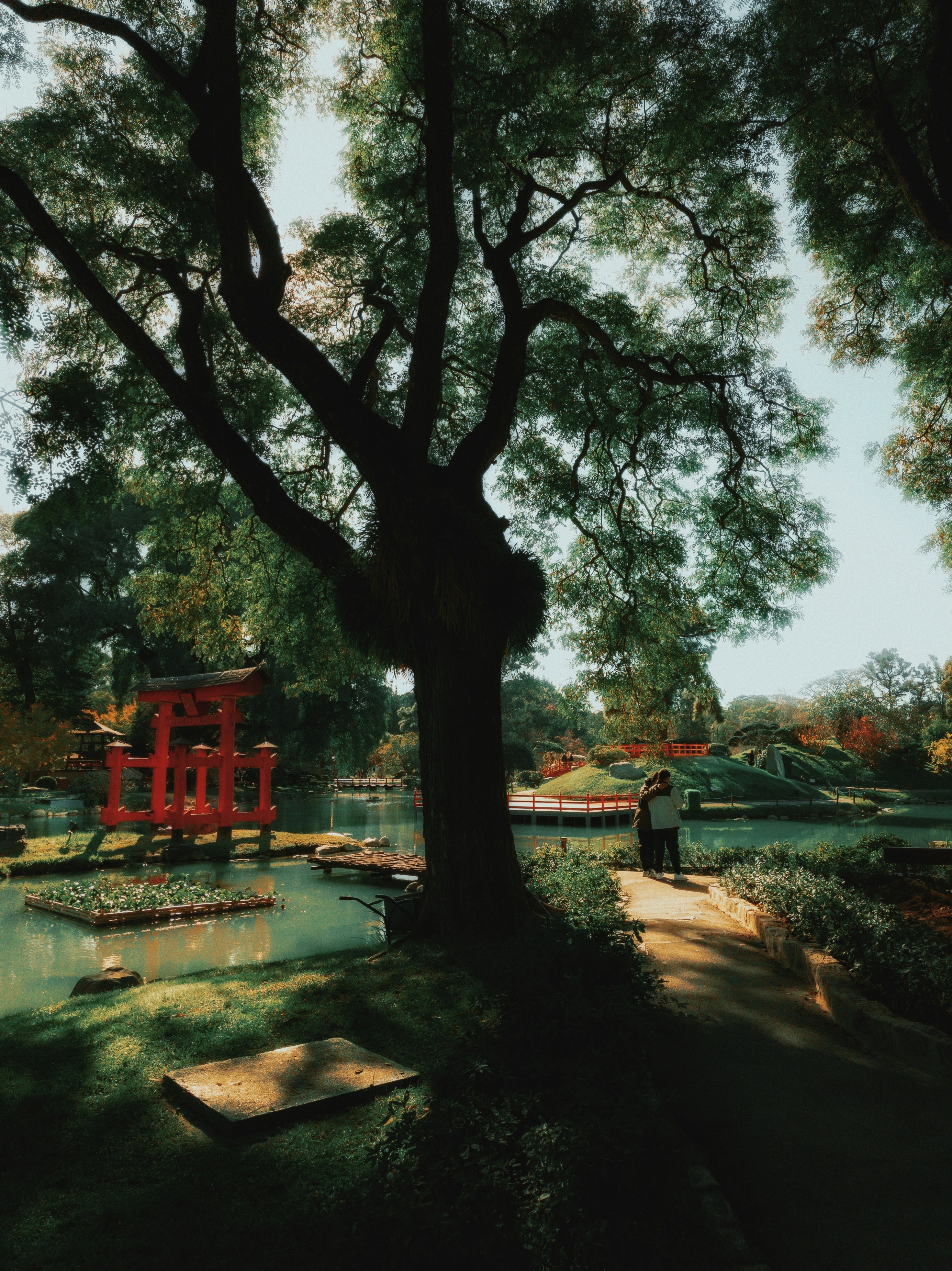 A large tree sitting next to a lush green park photo – Free Buenos ...