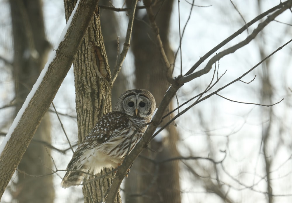 an owl is perched on a tree branch