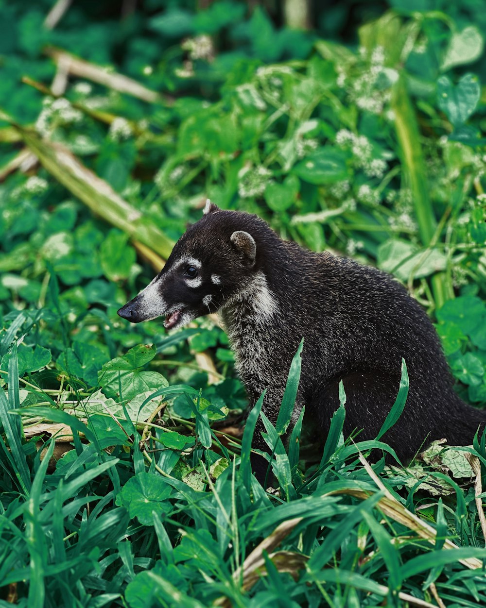 um pequeno animal preto e branco sentado na grama