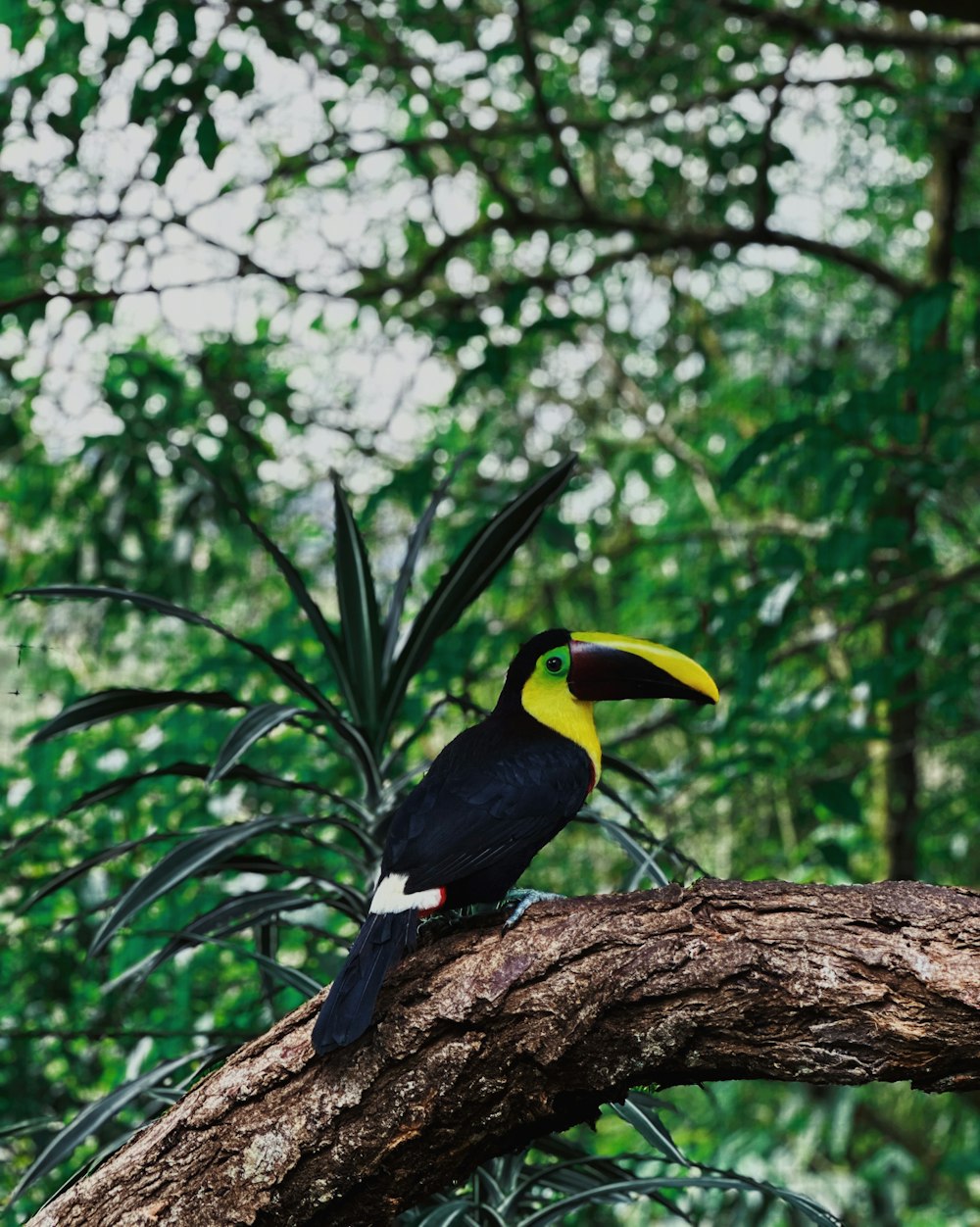 a black and yellow bird sitting on top of a tree branch