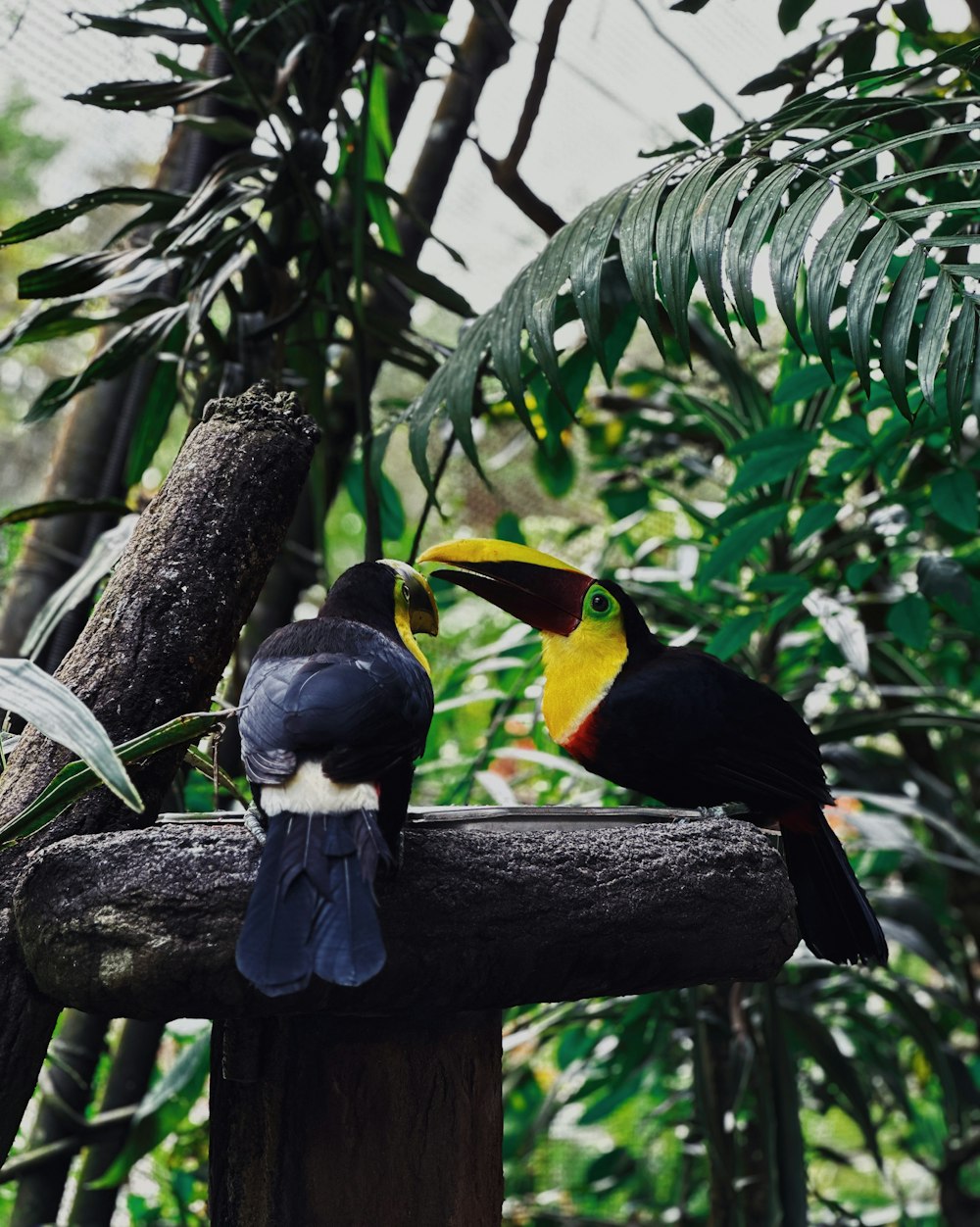 나뭇가지에 앉아있는 두 마리의 다채로운 새