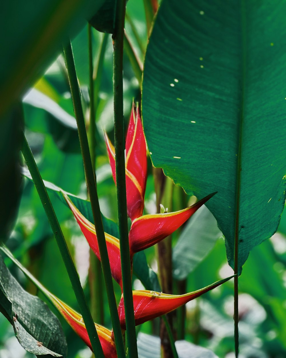 a close up of a red and yellow flower