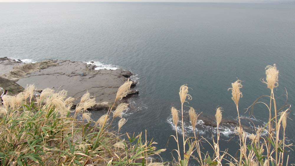 a body of water surrounded by tall grass