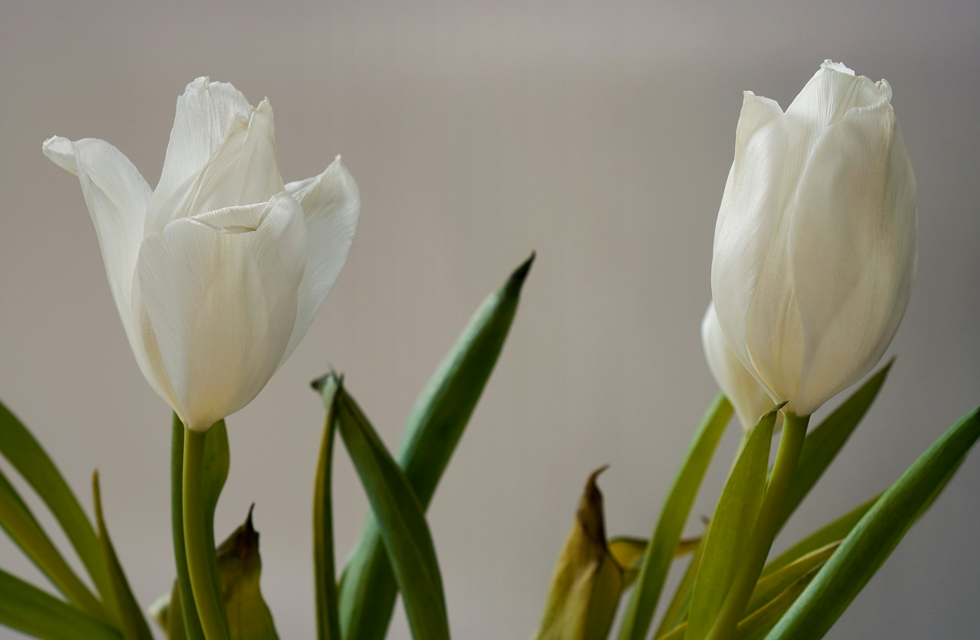 two white tulips with green stems in a vase