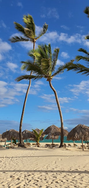a sandy beach with palm trees and thatched umbrellas
