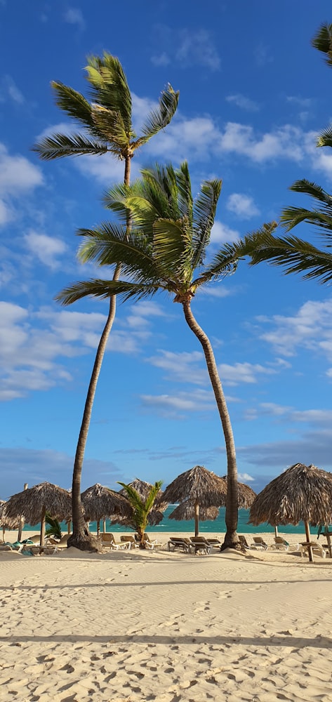 Palm trees and thatched-roof beach umbrellas on a white-sand beach in Punta Cana, Dominican Republic