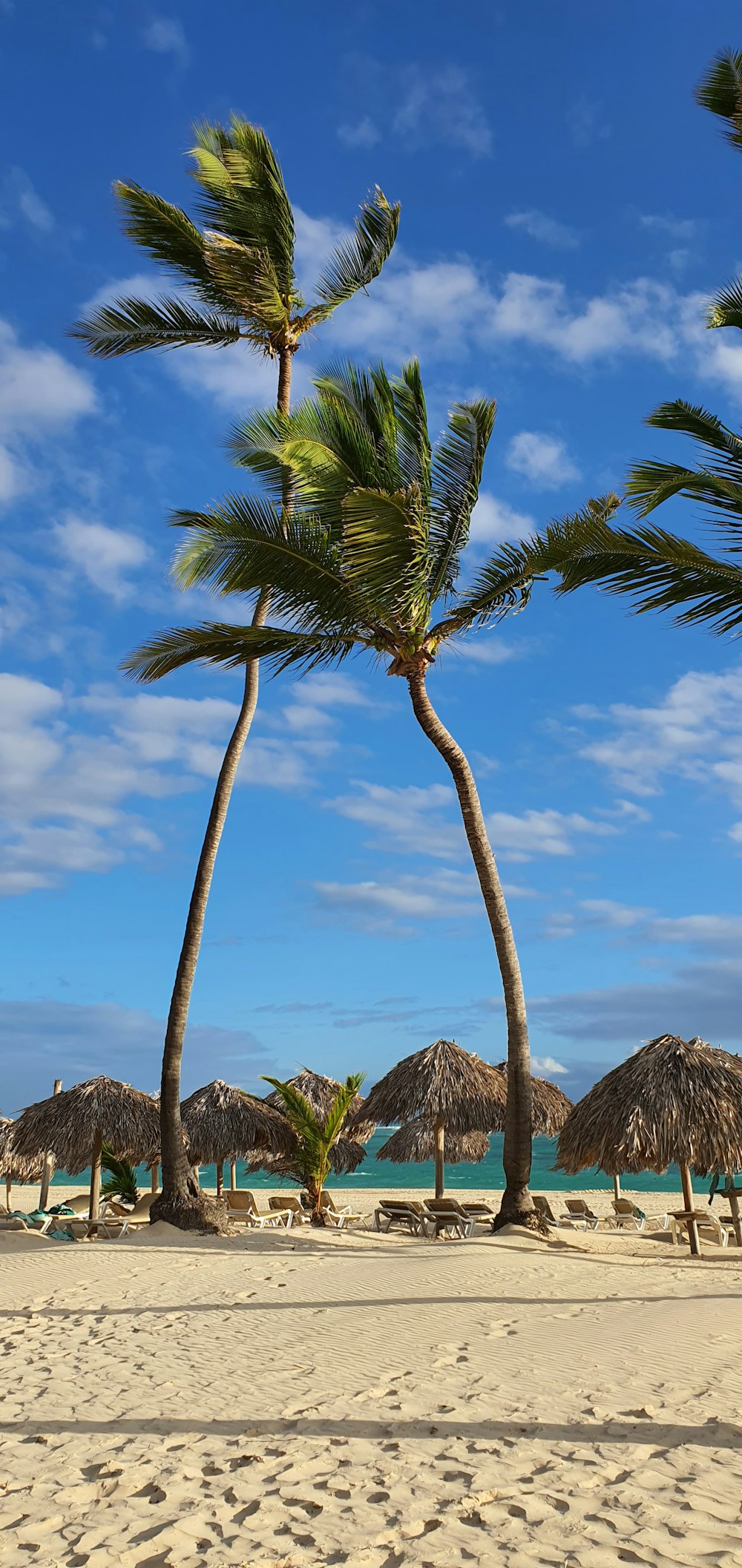 a sandy beach with palm trees and thatched umbrellas