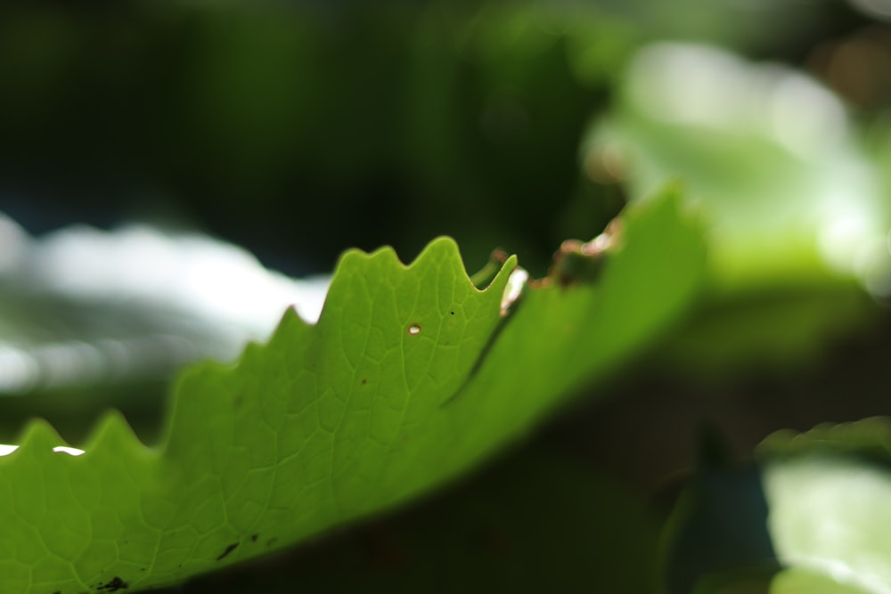 a close up of a green leaf on a sunny day