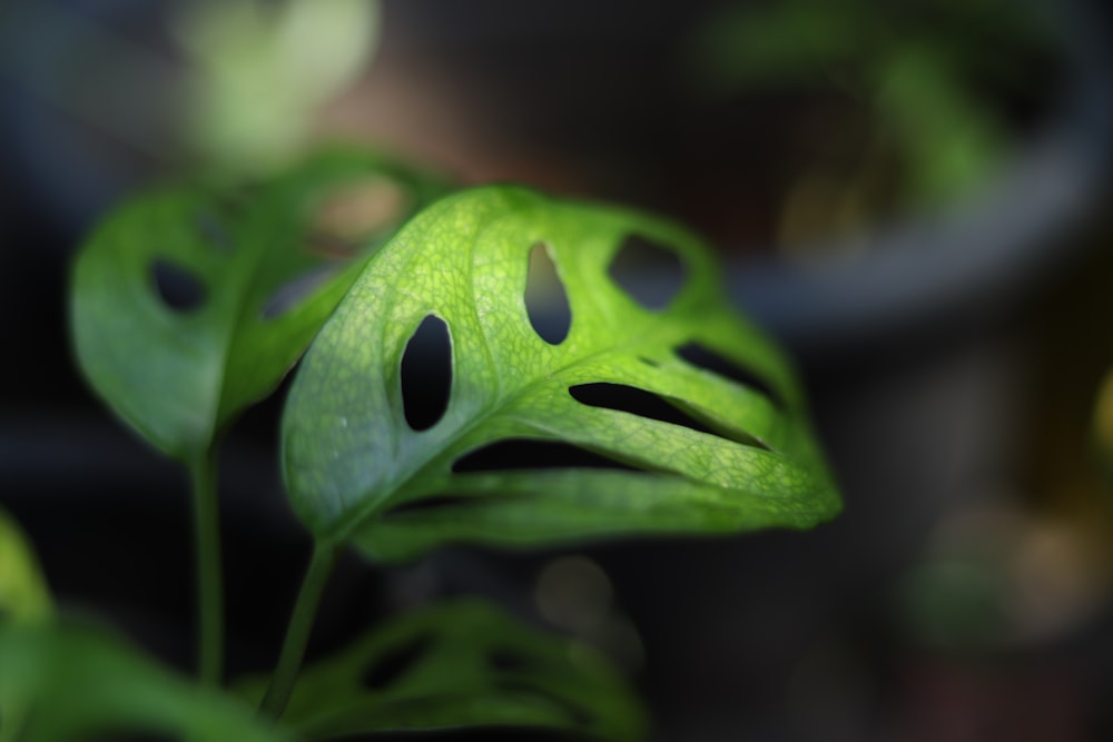 a close up of a green plant with holes in it