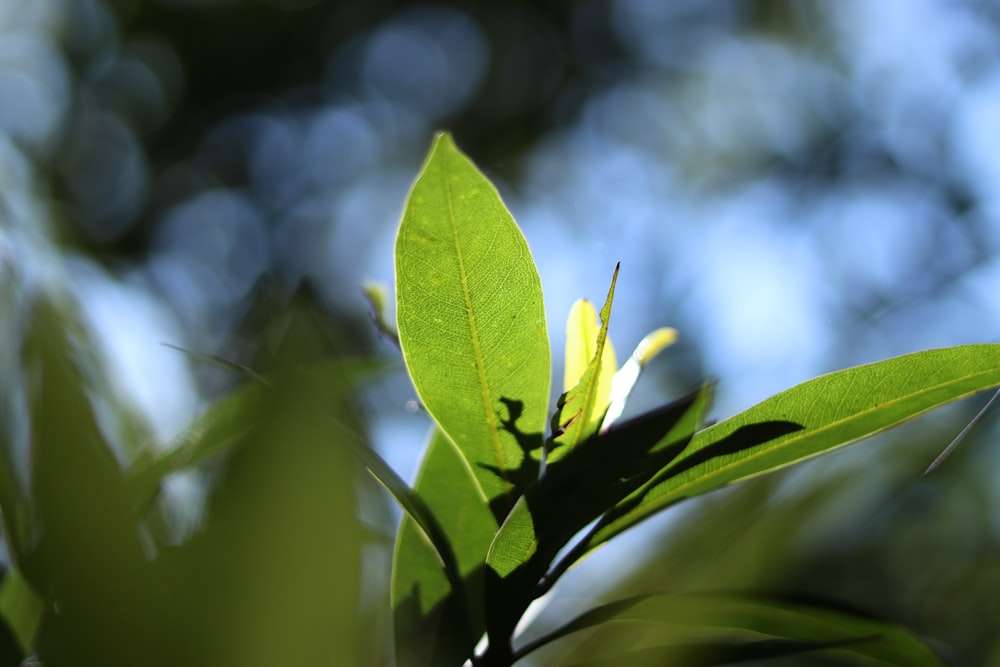 a close up of a green leaf on a tree