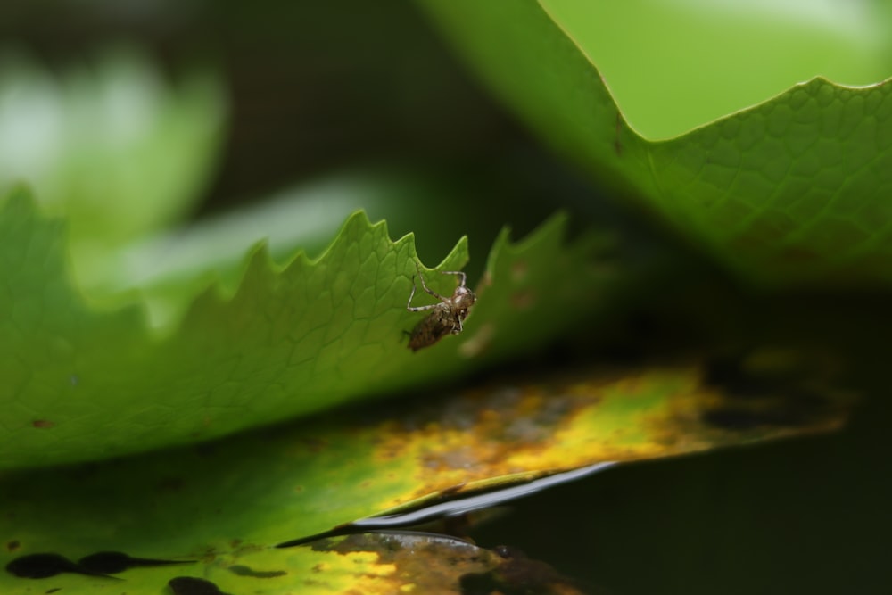 a bug is sitting on a leaf in the water