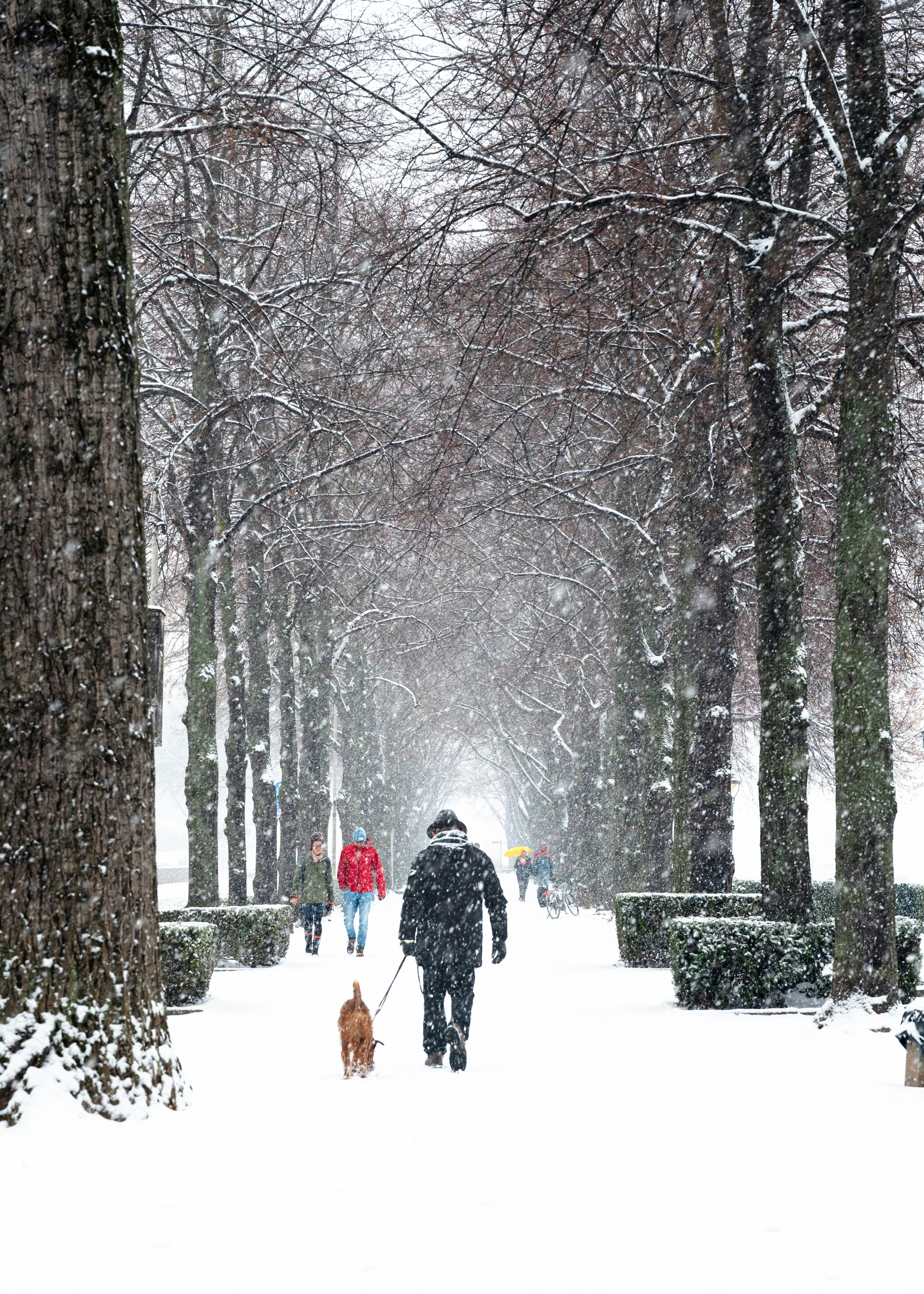 una persona paseando a un perro en la nieve