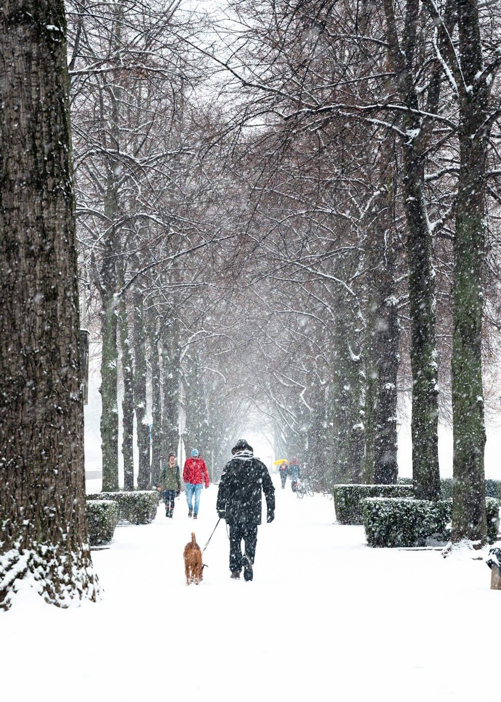 eine Person, die mit einem Hund im Schnee spazieren geht