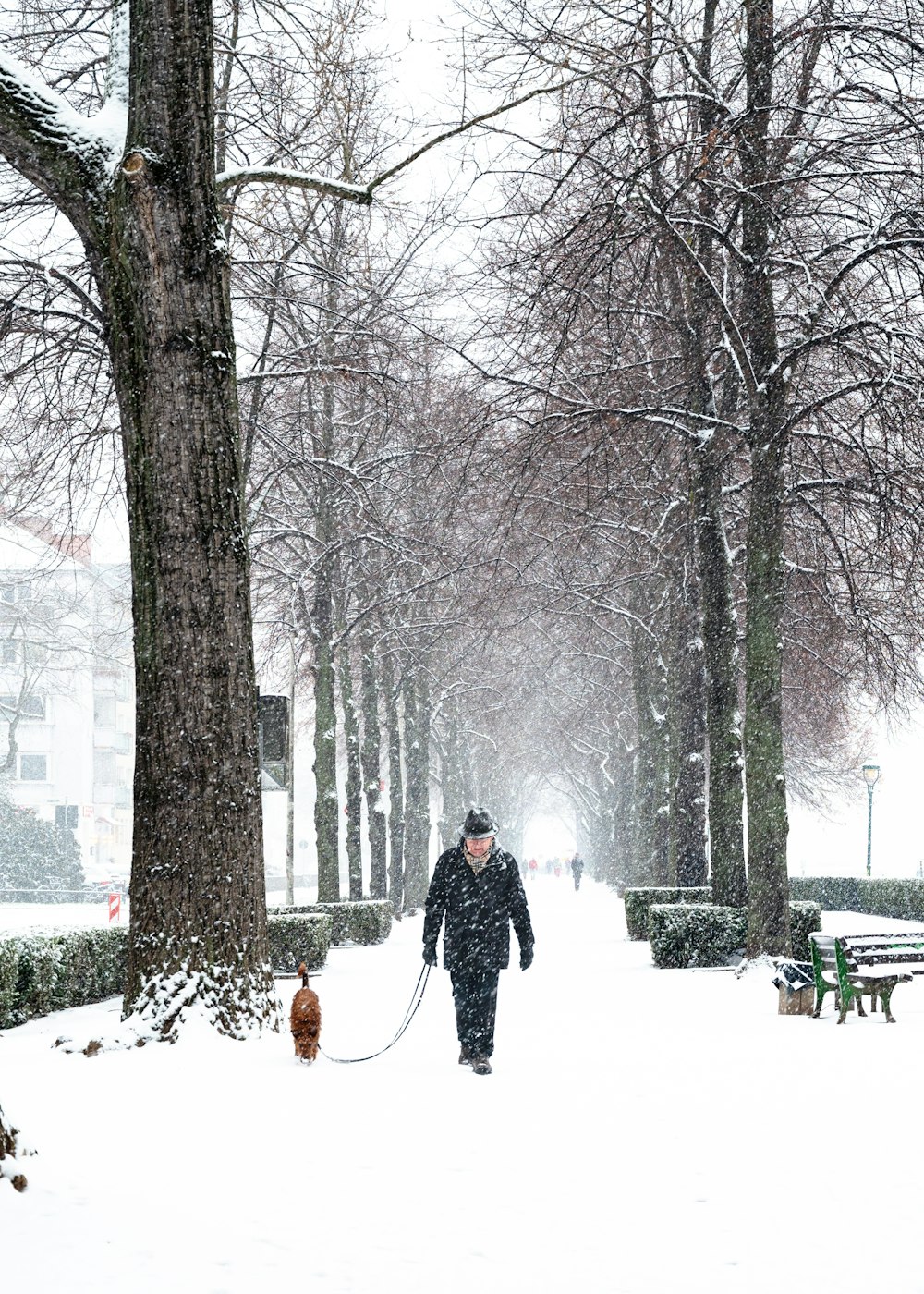 a person walking a dog in the snow