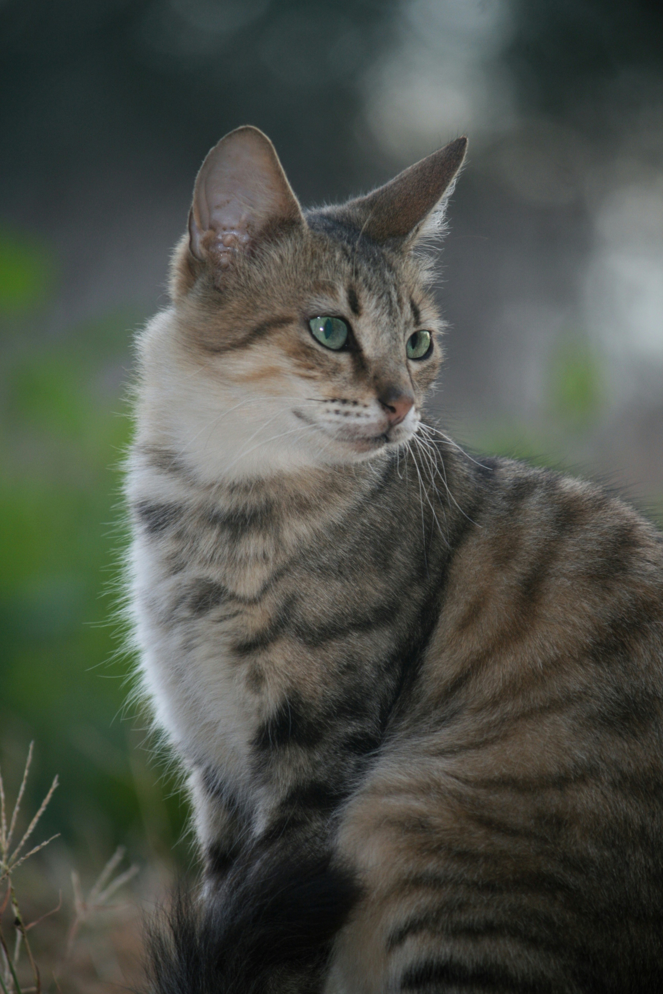 The Wildcat Legend: Fact or Fiction? (image credits: unsplash)