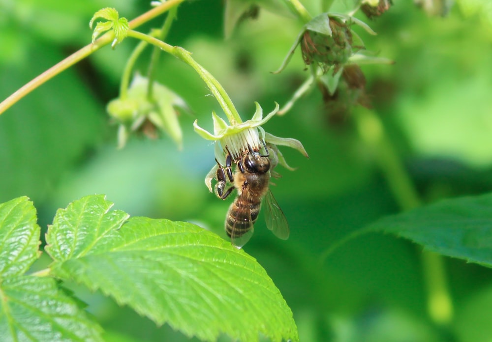 a close up of a bee on a leaf