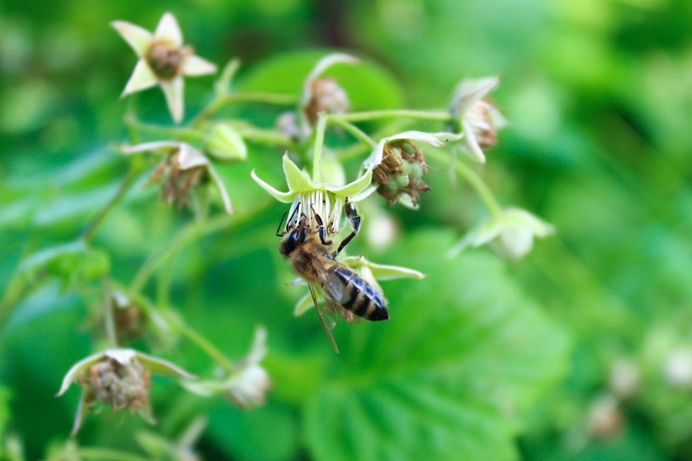 a close up of a flower with a bee on it