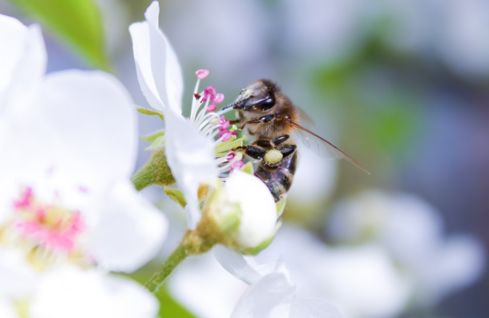 a bee sitting on top of a white flower