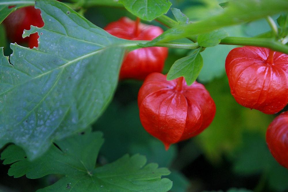 a close up of a plant with red flowers